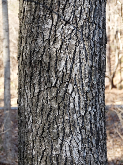 {Liquidambar styraciflua}